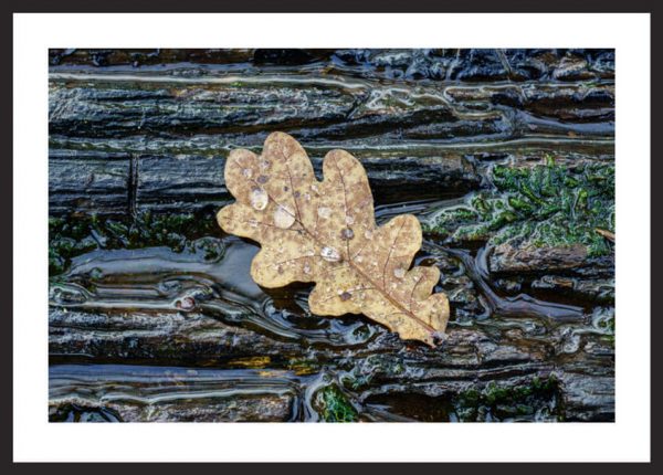 original-photo-art-fotokunst