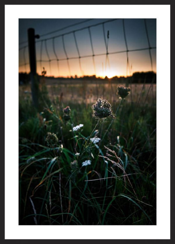 sunset in the ditch bigger