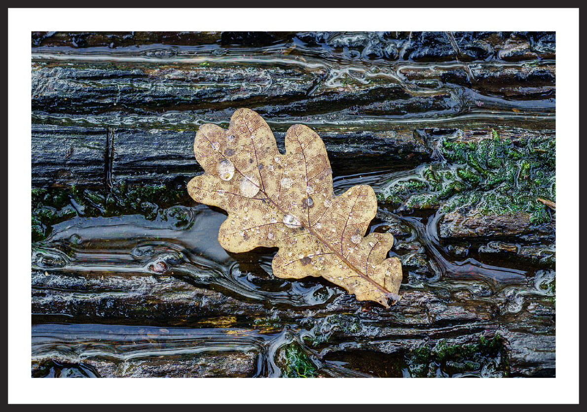 leaf on wet wood frame front